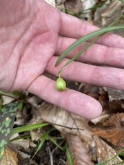 Galanthus rizehensis