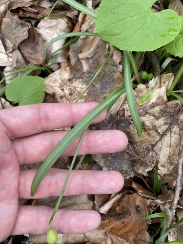 Galanthus rizehensis, photograph 2