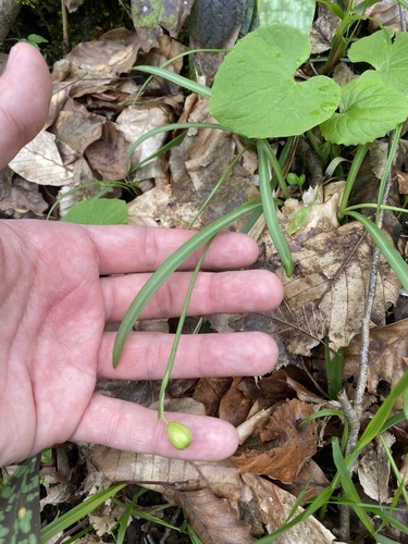 Galanthus rizehensis, photograph 3