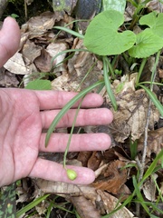 Galanthus rizehensis, photograph (c) Илья Руденко, some rights reserved (CC BY)