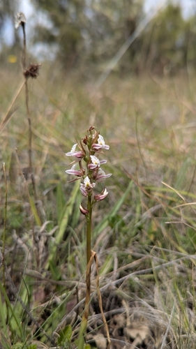 Mauve leek orchid (Prasophyllum suttonii)