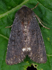 Melanchra assimilis