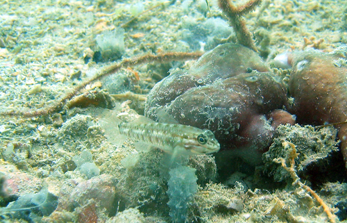 Bridled goby (Coryphopterus glaucofraenum) — Gobiidae