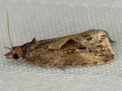 Endothenia nubilana