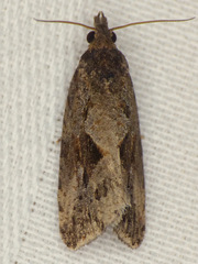 Endothenia nubilana