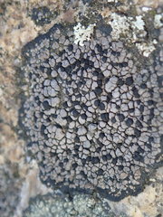 Rhizocarpon badioatrum