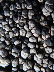 Rhizocarpon badioatrum