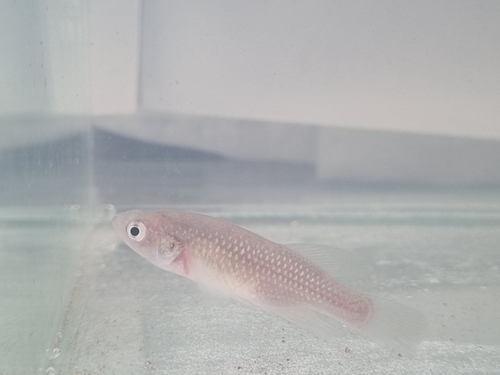 African turquoise killifish (Nothobranchius furzeri) — Nothobranchiidae — 5