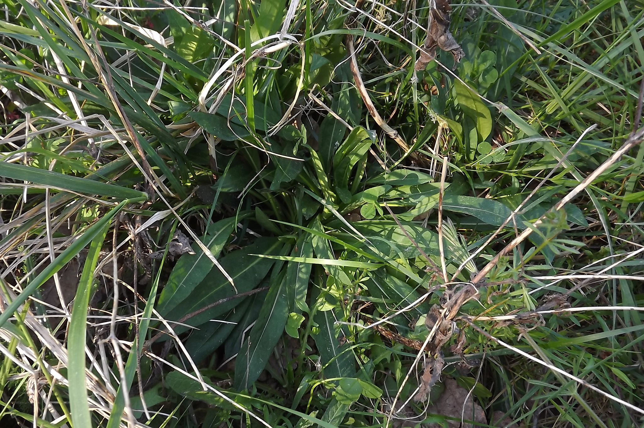 Devil's-Bit Scabious (Succisa pratensis)
