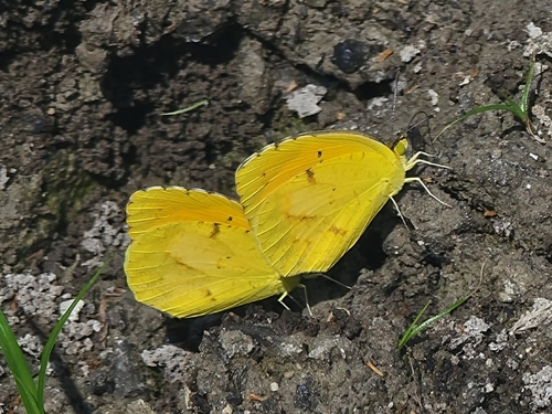 Sleepy Orange photo 6