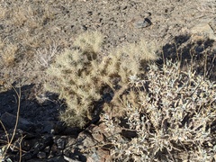 Cylindropuntia echinocarpa
