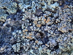 Rhizoplaca subdiscrepans