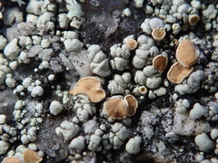 Rhizoplaca subdiscrepans