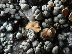 Rhizoplaca subdiscrepans