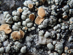 Rhizoplaca subdiscrepans