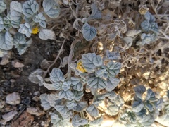 Psathyrotes ramosissima