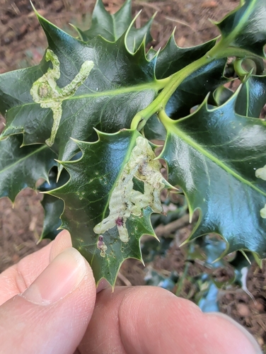 Unknown species found near Washington, US