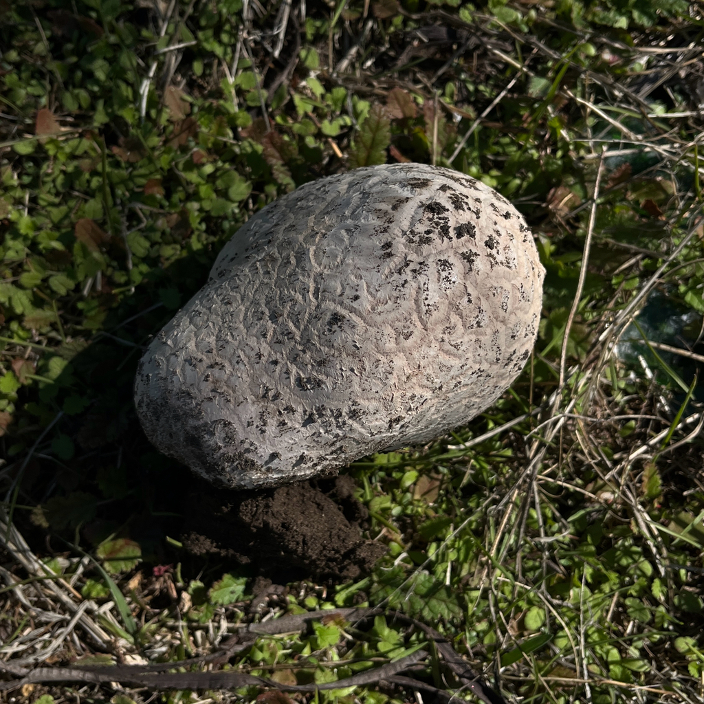 Calvatia cyathiformis · March 2026 · photo: © cristianriquelme (iNaturalist, cc-by)