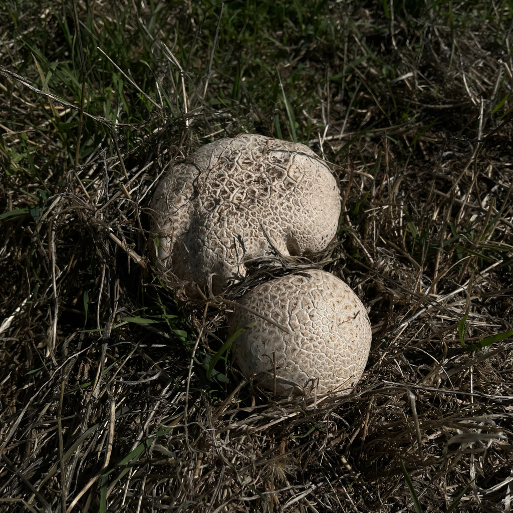 Calvatia cyathiformis · March 2026 · photo: © cristianriquelme (iNaturalist, cc-by)
