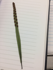 Pleopeltis crassinervata