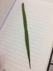 Pleopeltis crassinervata