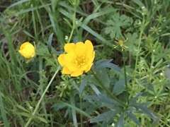 Ranunculus macranthus