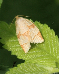 Adoxophyes negundana