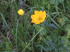 Ranunculus macranthus