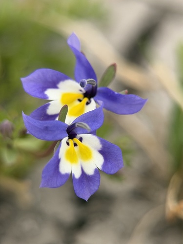 flatface calicoflower (Downingia pulchella)