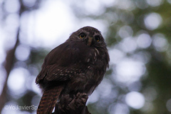 Glaucidium nana