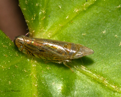 Scaphytopiini