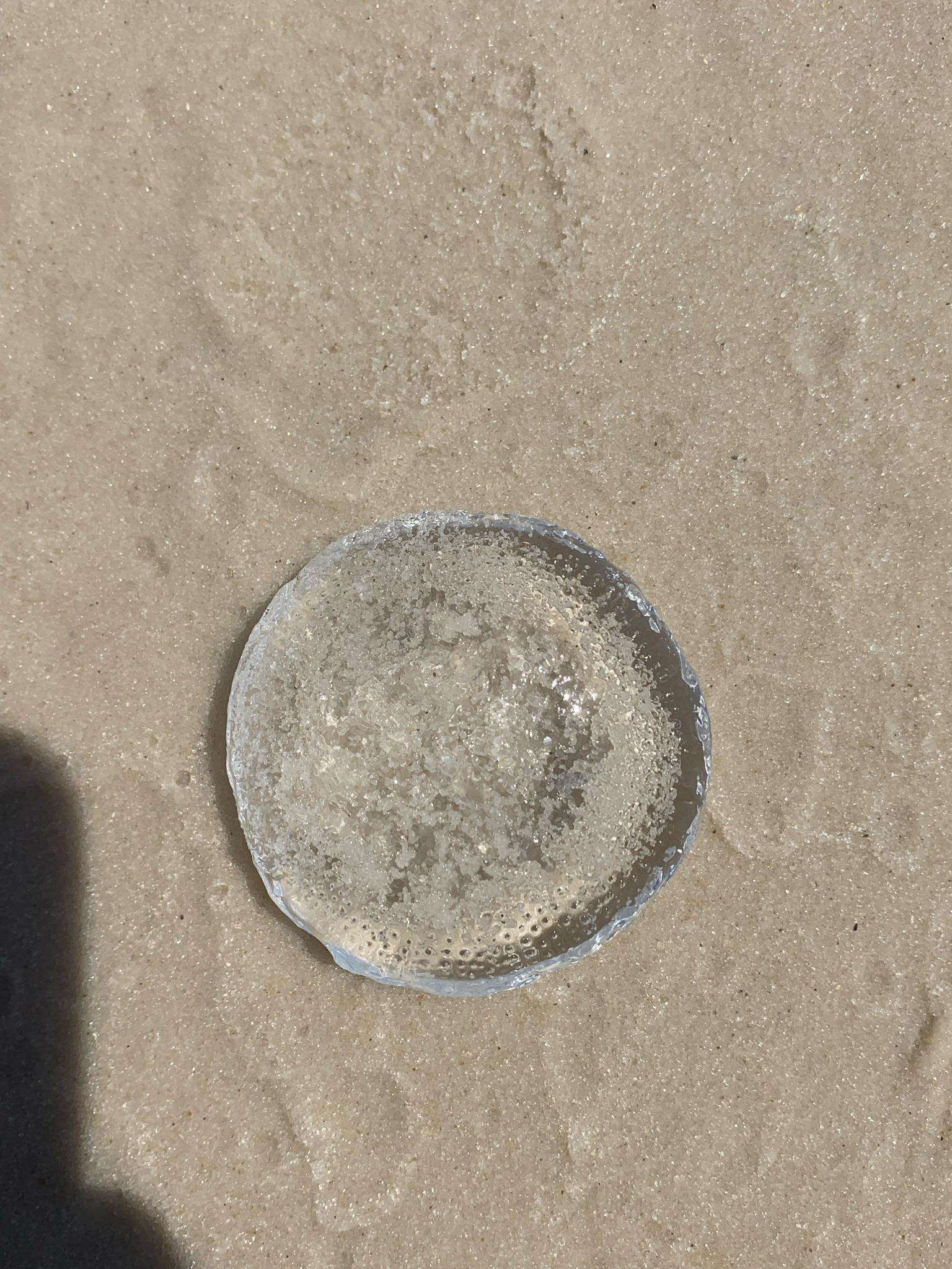 Rhacostoma atlanticum L.Agassiz, 1851