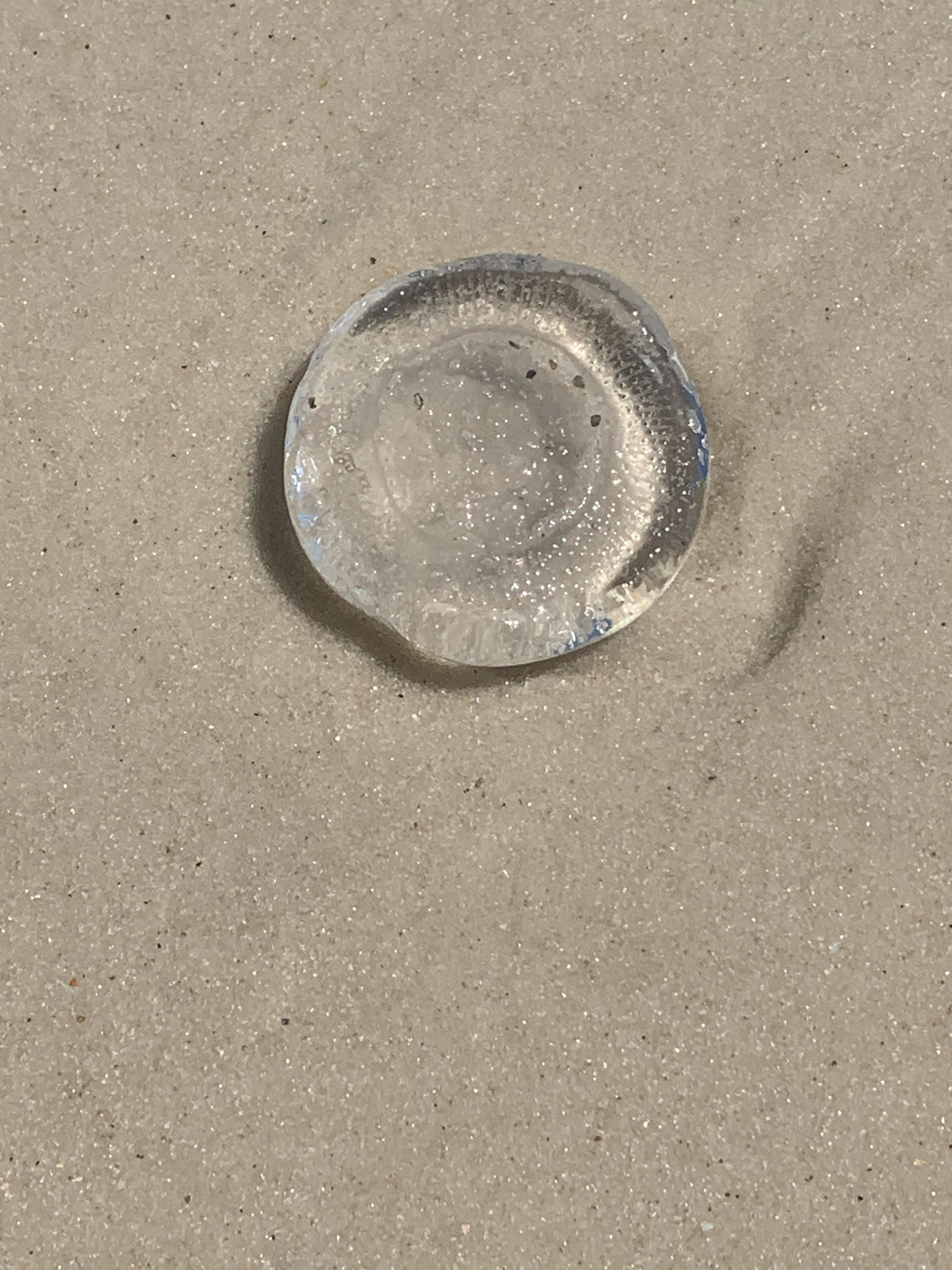 Rhacostoma atlanticum L.Agassiz, 1851