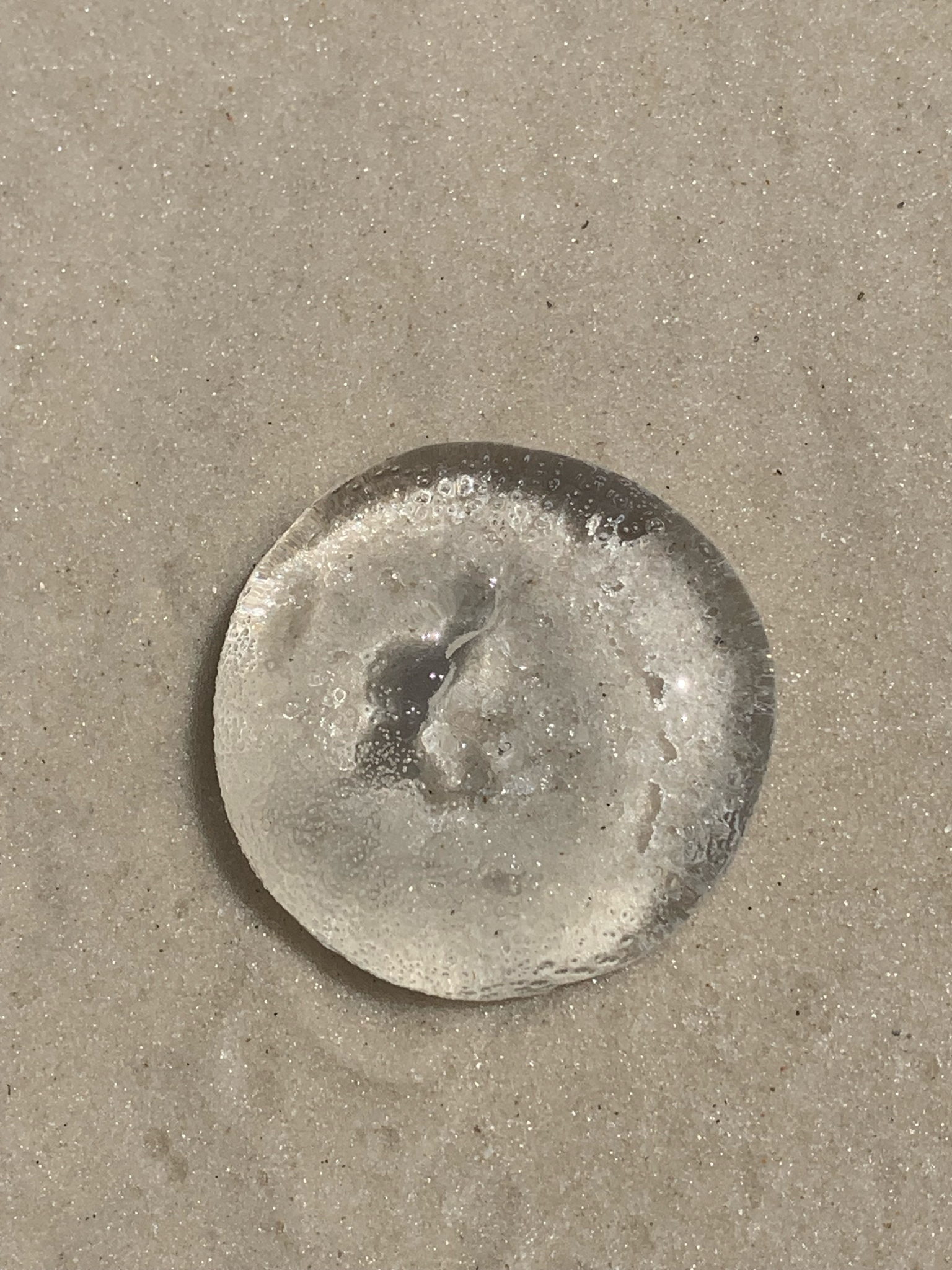 Rhacostoma atlanticum L.Agassiz, 1851