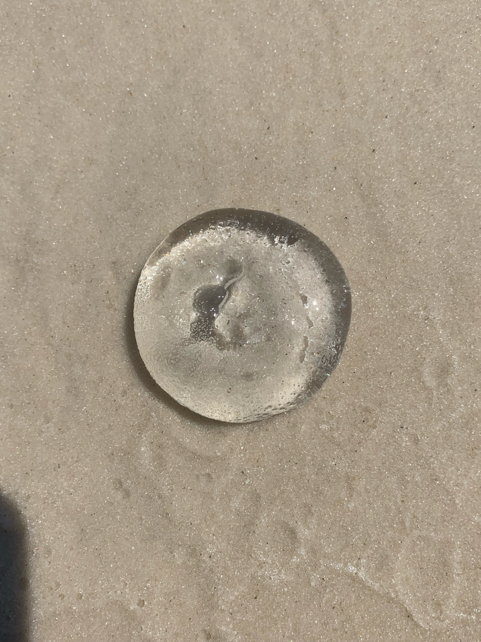 Rhacostoma atlanticum L.Agassiz, 1851