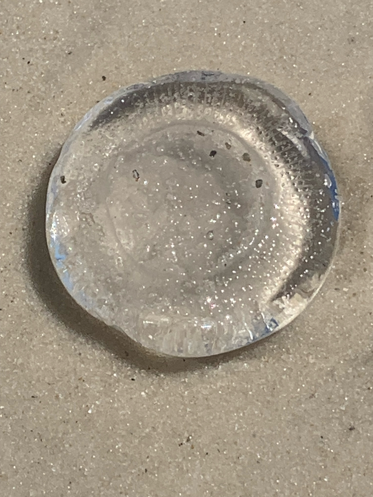 Rhacostoma atlanticum L.Agassiz, 1851