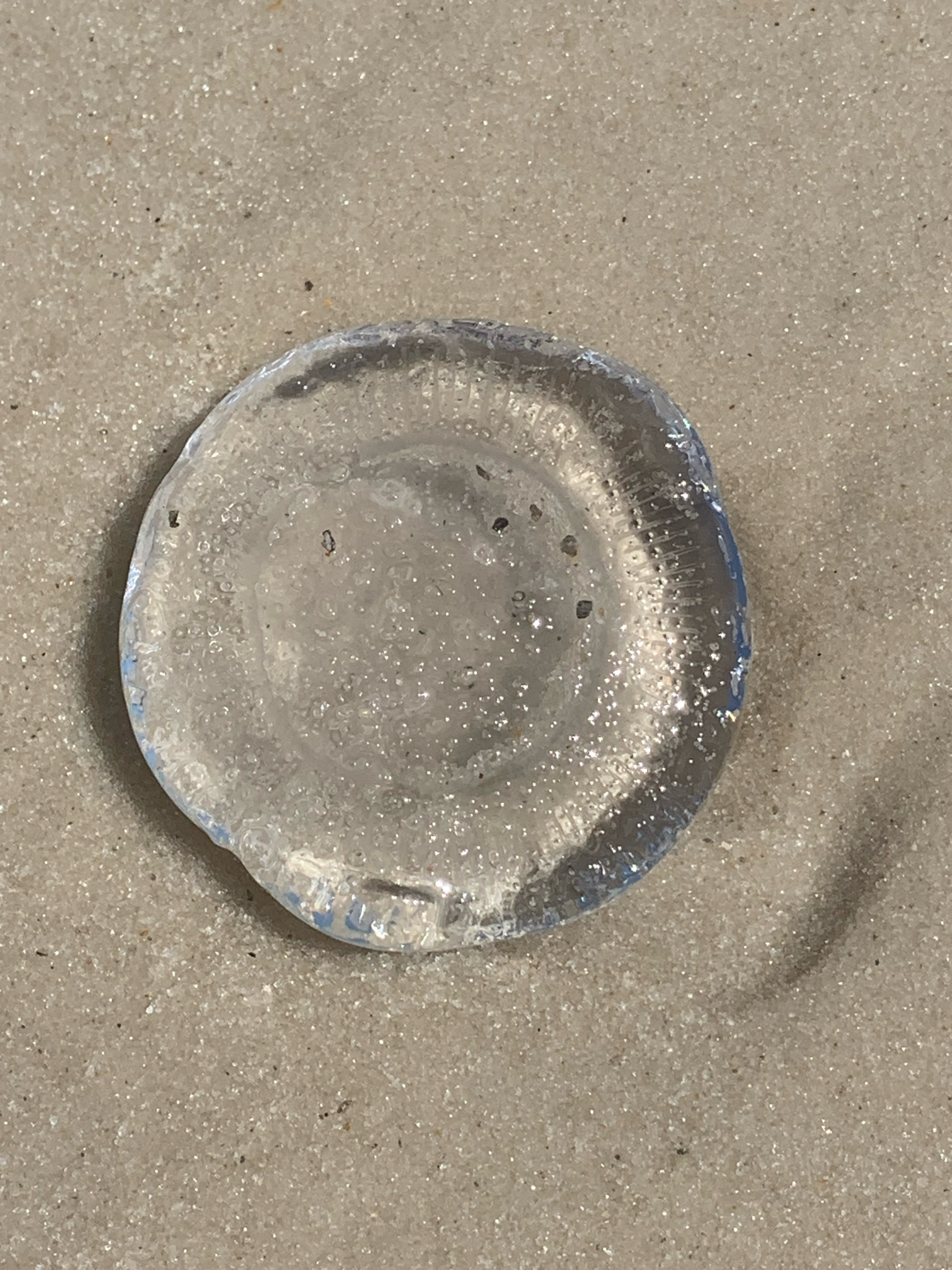 Rhacostoma atlanticum L.Agassiz, 1851