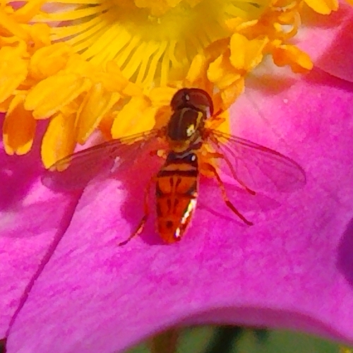 Unknown species found near San Diego NWR--Sweetwater River, San Diego County, California, USA