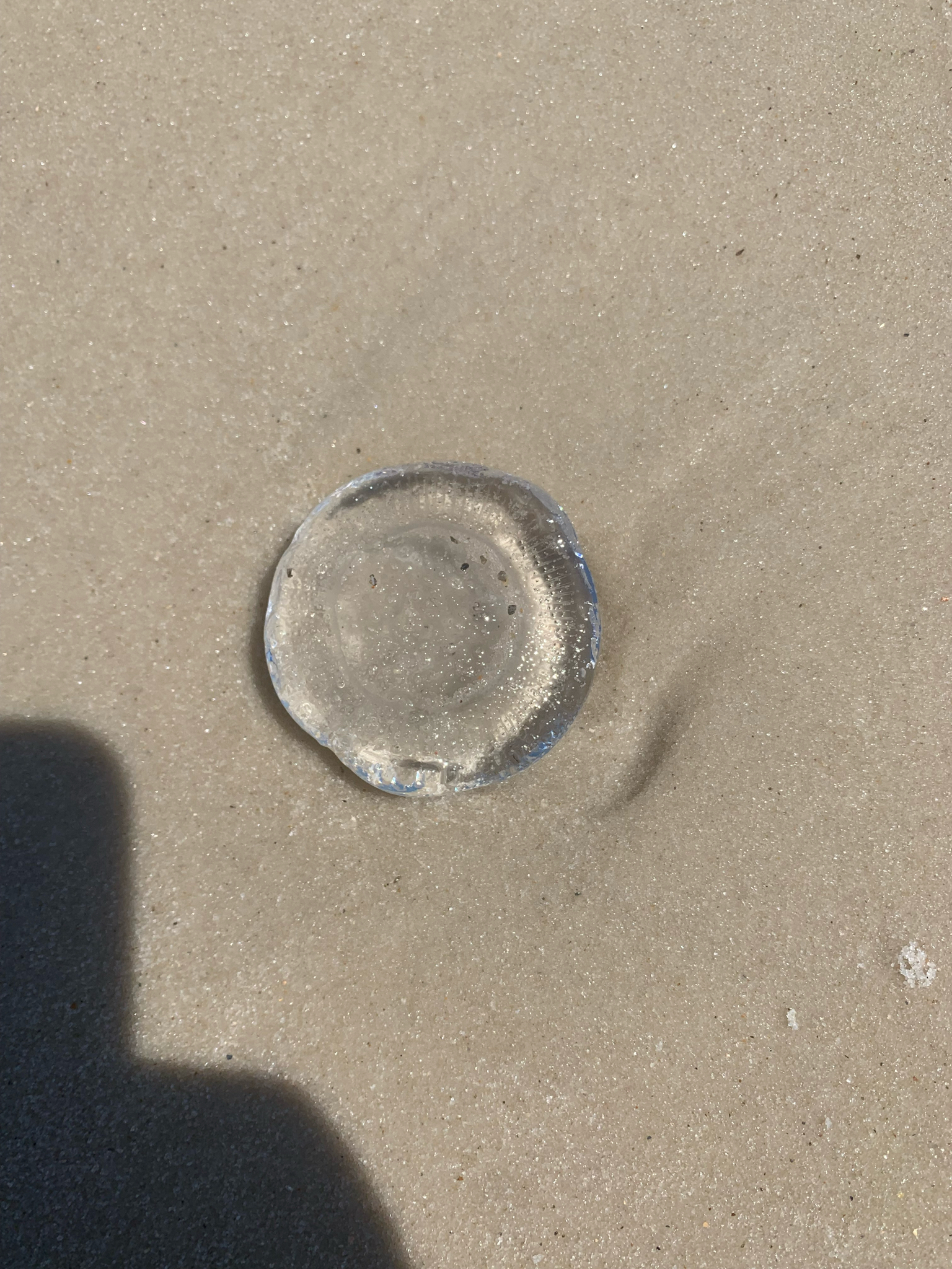 Rhacostoma atlanticum L.Agassiz, 1851