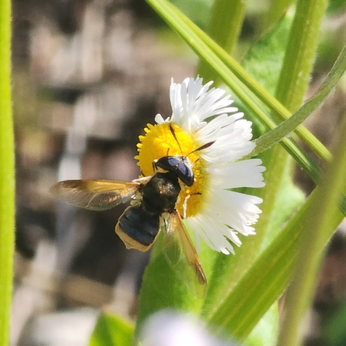 Unknown species found near Pinellas Park, FL 33782, USA