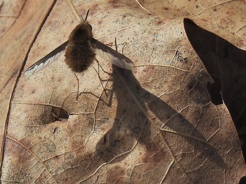 Unknown species found near Robertsville State Park, Franklin County, MO, USA