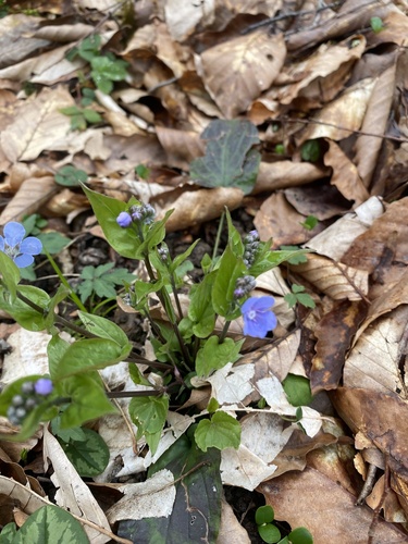 Blue-eyed-Betty (Omphalodes cappadocica)