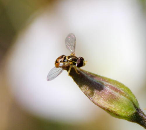Unknown species found near Los Angeles County, US-CA, US