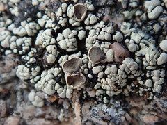 Rhizoplaca subdiscrepans