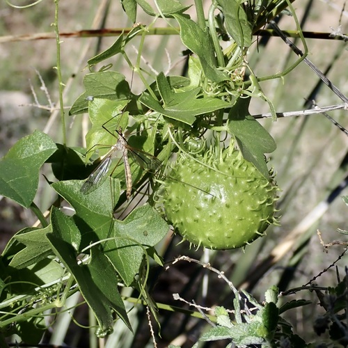 Gila manroot (Marah gilensis)
