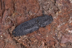 Lacon punctatus