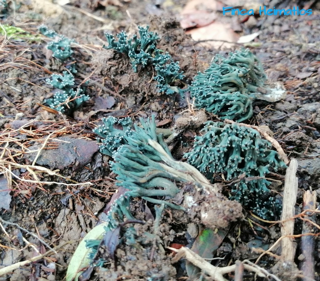 Phaeoclavulina cyanocephala · March 2020 · photo: © heimatlos (iNaturalist, cc0)