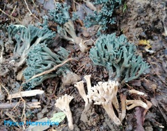 Phaeoclavulina cyanocephala