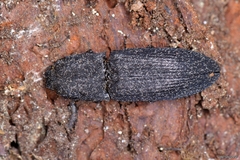 Lacon punctatus