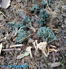 Phaeoclavulina cyanocephala